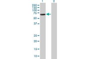 Western Blot analysis of GORASP1 expression in transfected 293T cell line by GORASP1 MaxPab polyclonal antibody.