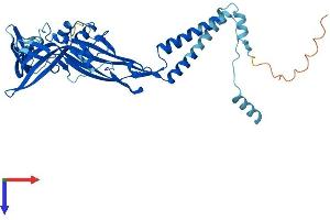 AlphaFold protein structure predicition of Mouse Recombinant P2rx1 Protein, UniprotID P51576