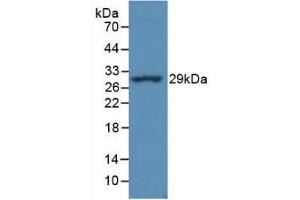 Detection of Recombinant MHCDRa, Simian using Monoclonal Antibody to HLA Class II Histocompatibility Antigen, DR Alpha Chain (HLA-DRA) (HLA-DRA anticorps  (AA 28-232))