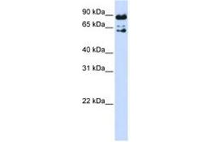 Image no. 1 for anti-Peptidylprolyl Isomerase Domain and WD Repeat Containing 1 (PPWD1) (AA 540-589) antibody (ABIN6741295) (PPWD1 anticorps  (AA 540-589))