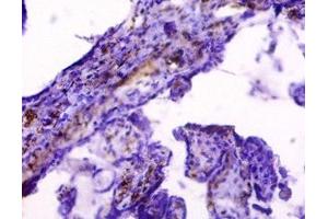 Immunohistochemistry of paraffin-embedded human placenta tissue using ABIN7155551 at dilution of 1:50