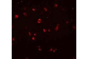 Immunofluorescence (IF) image for anti-NLR Family, CARD Domain Containing 3 (NLRC3) (Middle Region) antibody (ABIN1031024) (NLRC3 anticorps  (Middle Region))