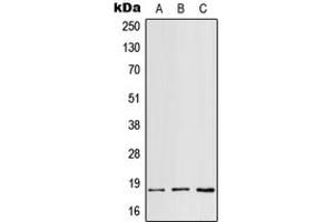 Western blot analysis of RPS18 expression in HepG2 (A), mouse spleen (B), H9C2 (C) whole cell lysates.