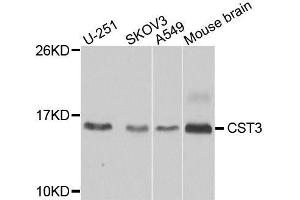 Western blot analysis of extracts of various cell lines, using CST3 antibody. (CST3 anticorps  (AA 27-146))