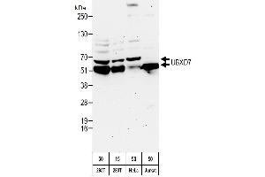 anti-UBX Domain Protein 7 (UBXN7) (AA 439-489) antibody