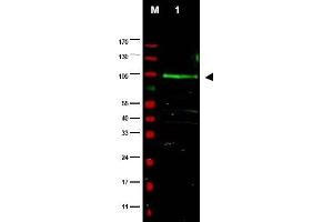 Image no. 1 for anti-F-Box Protein 9 (FBXO9) (AA 431-447) antibody (ABIN401331) (FBXO9 anticorps  (AA 431-447))
