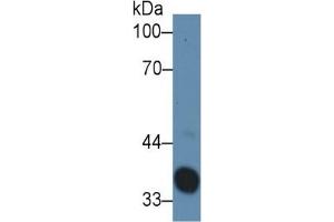 Rabbit Detection antibody from the kit in WB with Positive Control: Sample Rat serum.