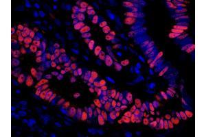 Rabbit anti-Mouse IgG (Heavy & Light Chain) antibody (DyLight 550) - Preadsorbed