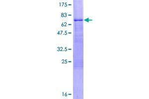 Image no. 1 for SEC14-Like 2 (SEC14L2) (AA 1-392) protein (GST tag) (ABIN1319394)