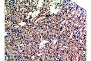 Immunohistochemical analysis of paraffin-embedded mouse-kidney, antibody was diluted at 1:200