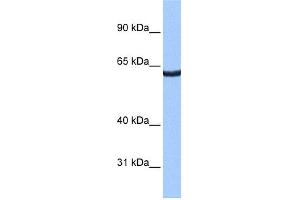 WB Suggested Anti-ZNF350 Antibody Titration:  0. (ZNF350 anticorps  (N-Term))