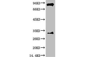 Western blot analysis of Mouse Brain Tissue with HIF-1 β/ARNT Mouse mAb diluted at 1:2,000. (ARNT anticorps)