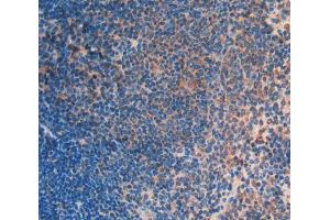 IHC-P analysis of Mouse Tissue, with DAB staining. (FLT3LG anticorps  (AA 27-189))