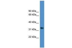 Image no. 1 for anti-WD Repeat Domain 5 (WDR5) (AA 41-90) antibody (ABIN6745448) (WDR5 anticorps  (AA 41-90))