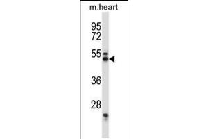 Western blot analysis in mouse heart tissue lysates (35ug/lane).