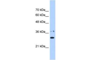 Western Blotting (WB) image for anti-Nicotinamide Nucleotide Adenylyltransferase 1 (NMNAT1) antibody (ABIN2463228)