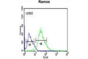 Flow cytometric analysis of Ramos cells (right histogram) compared to a negative control cell (left histogram) using PHTNS  Antibody , followed by FITC-conjugated goat-anti-rabbit secondary antibodies. (KIAA1949 anticorps  (N-Term))