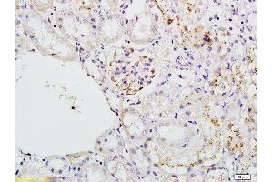 Formalin-fixed and paraffin embedded mouse kidney tissue labeled with Anti-PLAP Polyclonal Antibody, Unconjugated  at 1:200 followed by conjugation to the secondary antibody and DAB staining (ALPL anticorps  (AA 52-150))