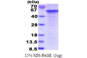 SDS-PAGE (SDS) image for SH3 and Cysteine Rich Domain (STAC) (AA 1-402) protein (His tag) (ABIN5853787) (STAC Protein (AA 1-402) (His tag))