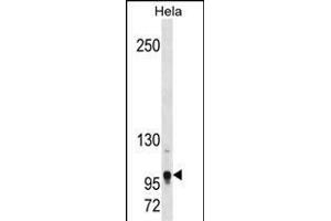 Mouse Tshz1 Antibody (Center) (ABIN1881951 and ABIN2838373) western blot analysis in Hela cell line lysates (35 μg/lane). (TSHZ1 anticorps  (AA 639-665))