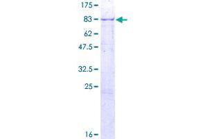 Image no. 1 for Arylsulfatase F (ARSF) (AA 1-590) protein (GST tag) (ABIN1345747)