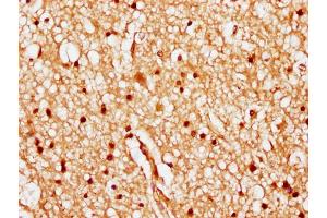 IHC image of nhibHU diluted at 1:20 and staining in paraffin-embedded human brain tissue performed on a Leica BondTM system. (HIST1H1C anticorps  (AA 82-94))