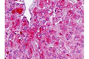 Anti-TAF4B antibody IHC staining of human liver. (TAF4B anticorps  (AA 647-675))