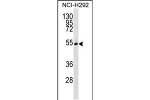 Western blot analysis in NCI-H292 cell line lysates (35ug/lane). (SRSF11 anticorps  (C-Term))