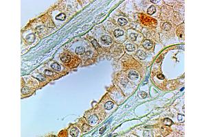 ABIN185589 (2µg/ml) staining of paraffin embedded Human Kidney.