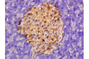 Formalin-fixed and paraffin embedded rat pancreas labeled with Rabbit Anti-HADHSC Polyclonal Antibody, Unconjugated  at 1:200 followed by conjugation to the secondary antibody and DAB staining