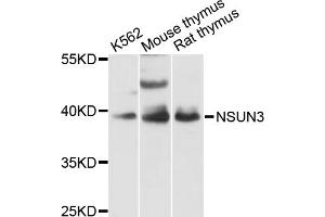 Western blot analysis of extracts of various cell lines, using NSUN3 antibody (ABIN6293410) at 1:3000 dilution. (NSUN3 anticorps)