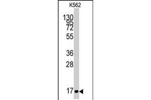 Western blot analysis of MGST1 polyclonal antibody  in K-562 cell line lysates (35 ug/lane). (MGST1 anticorps  (Internal Region))