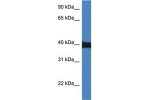 Image no. 1 for anti-Mitogen-Activated Protein Kinase 9 (MAPK9) (AA 40-89) antibody (ABIN6746530) (JNK2 anticorps  (AA 40-89))