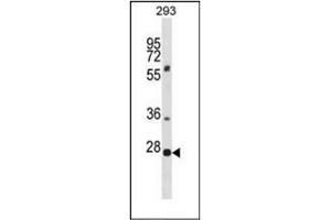 Western blot analysis of PLEKHF1 Antibody (N-term) in 293 cell line lysates (35ug/lane). (PLEKHF1 anticorps  (N-Term))