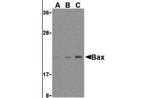 Western Blotting (WB) image for anti-BCL2-Associated X Protein (BAX) (N-Term) antibody (ABIN1031261) (BAX anticorps  (N-Term))