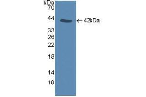 Western blot analysis of recombinant Human CASP9. (Caspase 9 anticorps  (AA 331-416))