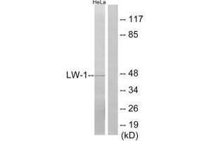 Western blot analysis of extracts from HeLa cells, using LW-1 antibody. (HSFX1 anticorps  (N-Term))