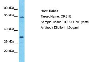 Host: Rabbit Target Name: OR51I2 Sample Type: THP-1 Whole Cell lysates Antibody Dilution: 1. (OR51I2 anticorps  (C-Term))