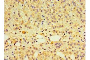 Immunohistochemistry of paraffin-embedded human adrenal gland tissue using ABIN7166520 at dilution of 1:100 (PCDHA6 anticorps  (AA 1-230))