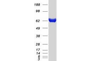 Validation with Western Blot