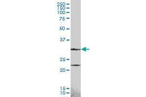 CCND2 MaxPab polyclonal antibody.