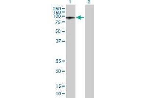 Western Blot analysis of ALS2CR8 expression in transfected 293T cell line by ALS2CR8 MaxPab polyclonal antibody. (Calcium Responsive Transcription Factor (CARF) (AA 1-718) anticorps)