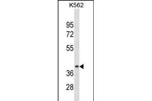CCNDBP1 Antibody (N-term) (ABIN1881181 and ABIN2838396) western blot analysis in K562 cell line lysates (35 μg/lane). (CCNDBP1 anticorps  (N-Term))