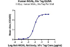 Immobilized Human NGAL, His Tag at 0. (Lipocalin 2 Protein (LCN2) (AA 21-198) (His tag))