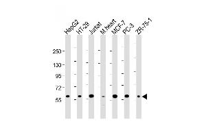Western Blot at 1:2000 dilution Lane 1: HepG2 whole cell lysate Lane 2: HT-29 whole cell lysate Lane 3: Jurkat whole cell lysate Lane 4: mouse heart lysate Lane 5: MCF-7 whole cell lysate Lane 5: PC-3 whole cell lysate Lane 5: ZR-75-1 whole cell lysate Lysates/proteins at 20 ug per lane. (DCLRE1C anticorps  (N-Term))