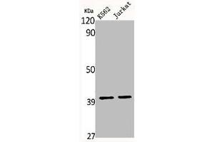 Western Blot analysis of K562 Jurkat cells using MRP-S35 Polyclonal Antibody (MRPS35 anticorps  (Internal Region))