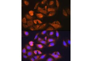 Immunofluorescence analysis of U-2 OS cells using HK1 Rabbit mAb (ABIN7267638) at dilution of 1:100 (40x lens).