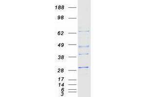 Validation with Western Blot (PSMB4 Protein (Myc-DYKDDDDK Tag))