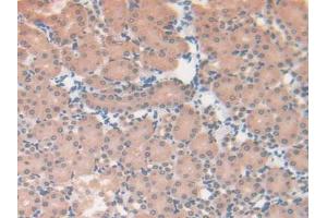 IHC-P analysis of Mouse Kidney Tissue, with DAB staining. (CS anticorps  (AA 174-428))