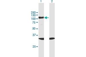 Western Blot analysis of SF3B2 expression in transfected 293T cell line by SF3B2 MaxPab polyclonal antibody.